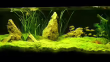 Aquarium Hauptansicht von Becken 3067
