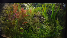 Aquarium Hauptansicht von Becken 30769
