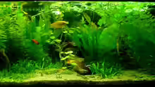 Aquarium Hauptansicht von Becken 3090