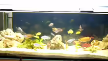 Aquarium Hauptansicht von Becken 310