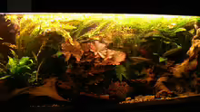 Aquarium Hauptansicht von Becken 3127