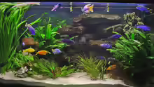 Aquarium Hauptansicht von Becken 313