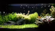 Aquarium Hauptansicht von Becken 32663