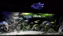 Aquarium Hauptansicht von Becken 32689