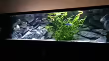 Aquarium Hauptansicht von Becken 33264