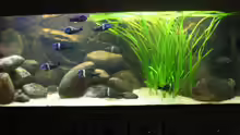 Aquarium Hauptansicht von Becken 3399