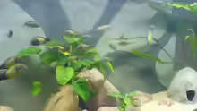 Aquarium Hauptansicht von Becken 3411