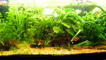 Aquarium Hauptansicht von Becken 3502