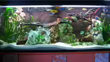 Aquarium Hauptansicht von Becken 3681