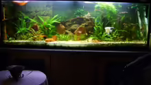 Aquarium Hauptansicht von Becken 3686