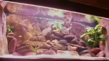 Aquarium Hauptansicht von Becken 3720
