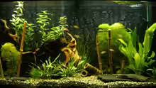 Aquarium Hauptansicht von Becken 3745