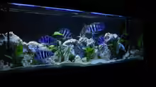 Aquarium Hauptansicht von Becken 391