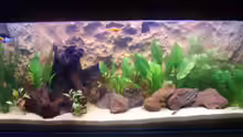 Aquarium Hauptansicht von Becken 3988