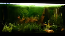 Aquarium Hauptansicht von Becken 4106