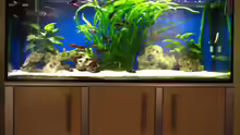 Aquarium Hauptansicht von Becken 4130