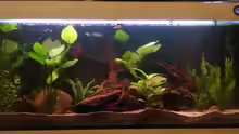 Aquarium Hauptansicht von Becken 4136
