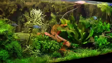 Aquarium Hauptansicht von Becken 4261