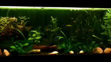 Aquarium Hauptansicht von Becken 4326