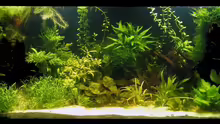 Aquarium Hauptansicht von Becken 4349