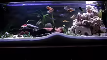 Aquarium Hauptansicht von Becken 4355