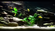 Aquarium Hauptansicht von Becken 4437