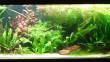 Aquarium Hauptansicht von Becken 4441