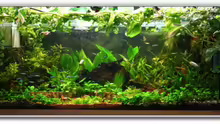 Aquarium Hauptansicht von Becken 4601