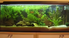 Aquarium Hauptansicht von Becken 4631
