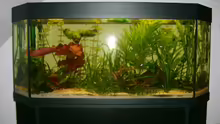 Aquarium Hauptansicht von Becken 4716