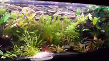 Aquarium Hauptansicht von Becken 4803