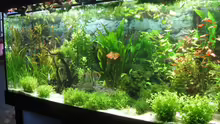 Aquarium Hauptansicht von Becken 4891