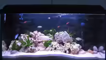 Aquarium Hauptansicht von Becken 4912