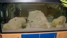 Aquarium Hauptansicht von Becken 5049