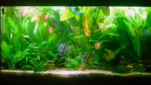 Aquarium Hauptansicht von Becken 5064