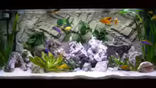 Aquarium Hauptansicht von Becken 5110