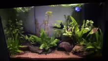 Aquarium Hauptansicht von Becken 5212