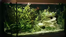Aquarium Hauptansicht von Becken 5326