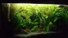 Aquarium Hauptansicht von Becken 5331