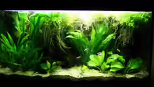 Aquarium Hauptansicht von Becken 5411