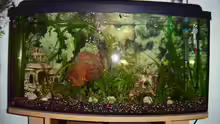 Aquarium Hauptansicht von Becken 5437