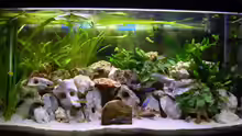 Aquarium Hauptansicht von Becken 5610