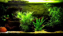 Aquarium Hauptansicht von Becken 5627