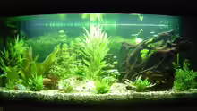 Aquarium Hauptansicht von Becken 5754