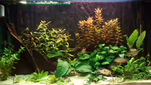 Aquarium Hauptansicht von Becken 5848