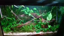 Aquarium Hauptansicht von Becken 5999