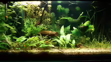 Aquarium Hauptansicht von Becken 6043