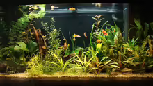 Aquarium Hauptansicht von Becken 6044