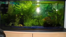 Aquarium Hauptansicht von Becken 6139