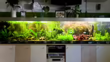 Aquarium Hauptansicht von Becken 6195